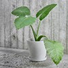 HAY - HAY - Set de 2 pots de fleurs