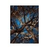 Moooi Carpets - Liquid Maple Carpet 200x300cm - blue/brown
