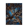 Moooi Carpets - Liquid Maple Carpet 200x300cm - blue/brown