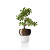 Eva Solo - Eva Solo Orchid Pot