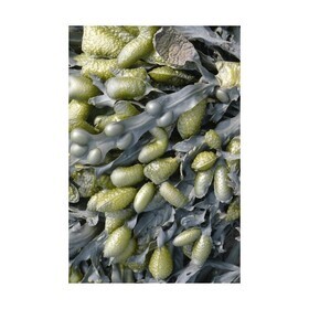 Moooi Carpets - Sea Weed Carpet 200x300cm