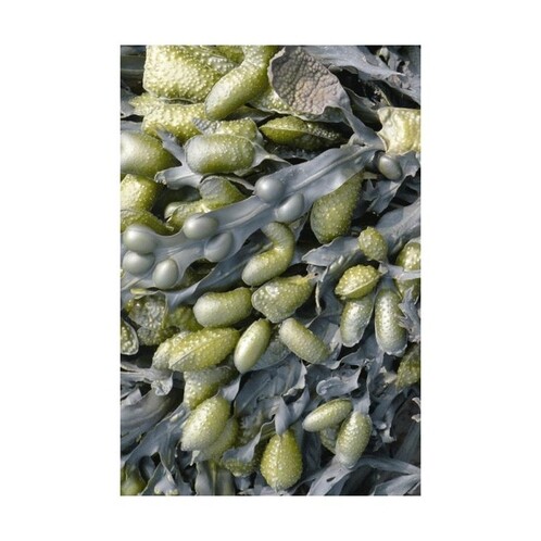 Moooi Carpets - Sea Weed Carpet 200x300cm - green