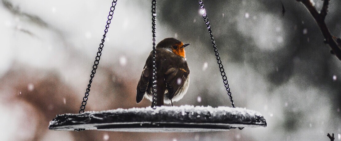 0 Presenter Winterwonderland Tiere