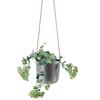 Eva Solo - Eva Solo Selfwatering Pot