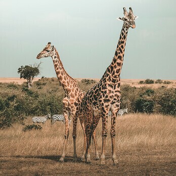 Giraffen in der Landschaft