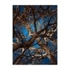 Moooi Carpets - Liquid Maple Carpet 300x400cm - blue/brown