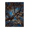 Moooi Carpets - Liquid Maple Carpet 300x400cm - blue/brown