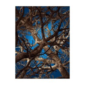 Moooi Carpets - Liquid Maple Carpet Rectangle