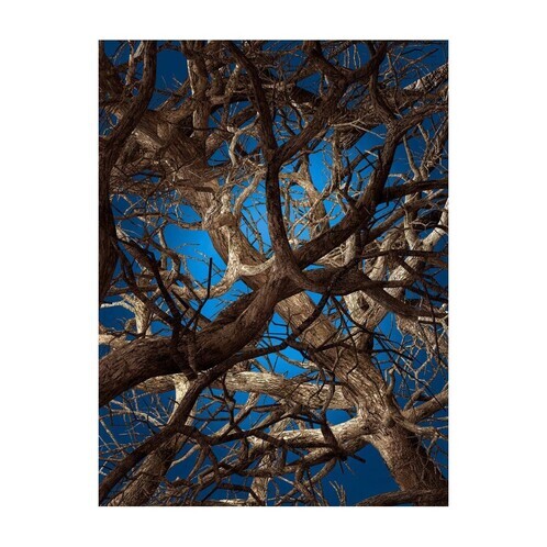 Moooi Carpets - Liquid Maple Carpet 300x400cm - blue/brown