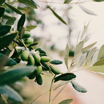 1 Olivenbaum